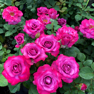 波尔都斯凯尔大花/微型月季花苗多头四季开庭院阳台玫瑰花卉盆栽