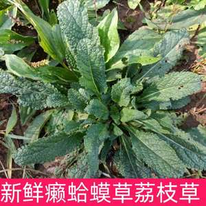 新鲜蛤蟆草癞蛤蟆菜蟾蜍草荔枝草皱皮草雪见草中药材干品500g包邮