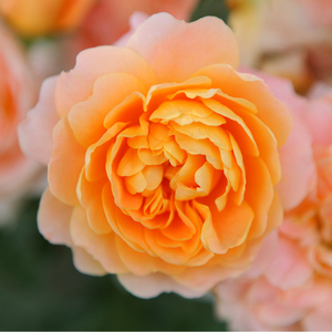 果汁阳台月季大苗四季开花勤花花卉新手好养橙色玫瑰盆栽多头浓香