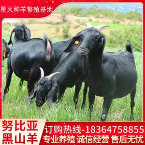 努比亚黑山羊纯种活体羊崽大型成年羊种羊怀孕母羊黑山羊养殖技术