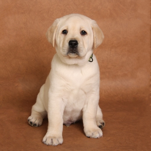 拉布拉多犬幼犬 纯种血统拉布拉多导盲犬 宠物狗狗中型犬短毛拉布