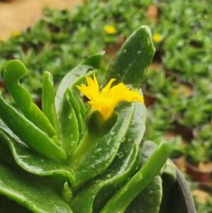 佛手托金多肉植物