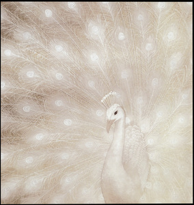 苏绣diy套件初学 高贵白孔雀 油画满绣大画心50*53 手工刺绣画