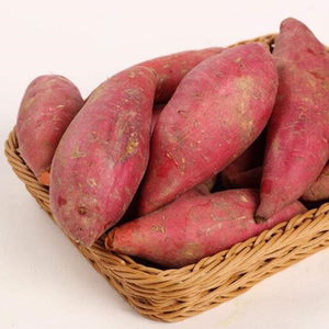 四川遂宁524红薯统装包邮5斤新鲜蕃薯香甜地瓜