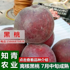 非洲黑妹黑桃树果苗黑桃苗新品种特大黄肉桃树苗嫁接南方北方种植