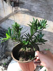 大理一中一代大理罗汉松盆景绿植花卉盆栽室内室外植物挂果
