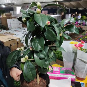 七巧茶花