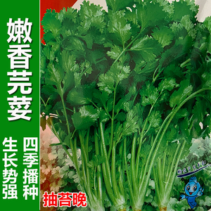 四季香菜种子言须元须小叶芫荽苗籽嫩香菜籽春夏秋农家蔬菜种孑籽