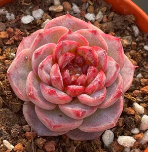 韩国趣味正版进口天鹅绒多肉植物小贵货萌肉控养群生小盆栽办公室