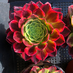 法师多肉嘉年华