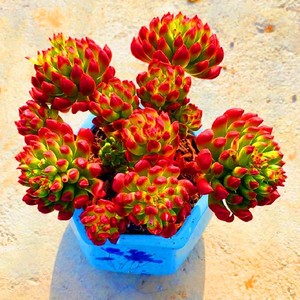 红灯笼植物灯笼花