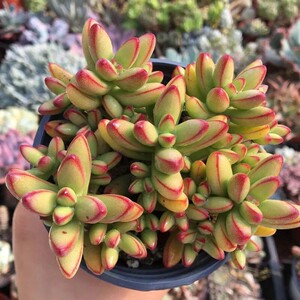 小天狗小老桩多肉植物新手群生控养精品超萌肉肉室内花卉组合盆栽