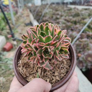 绿茶锦法师多肉植物超大多头甩卖法师多肉老桩组合盆栽绿植缀