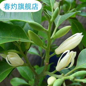 白玉兰花鲜花树苗大型庭院植物玉兰花苗盆栽花卉室内盆景四季易活