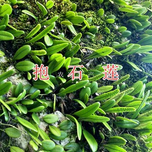 抱石莲抱树莲肉石斛金星草中药材瓜子金石瓜子庭院盆栽新鲜煲汤料