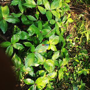 贵州草药红四块瓦野生四儿风中药材四叶黄四片瓦新鲜晒干四大天王