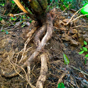 贵州野生花椒根狗屎椒根花椒树根野花椒根山花椒根新鲜现挖500g