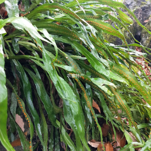 贵州草药江南星蕨七星剑七星阙新鲜瓦韦大叶骨牌草大金刀500g