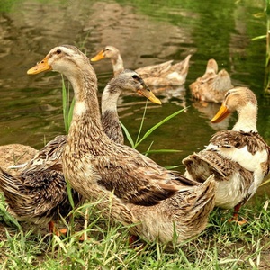 三年老鸭土鸭农家散养纯粮喂养现杀现发湖北阳新新鲜原种带蛋整鸭