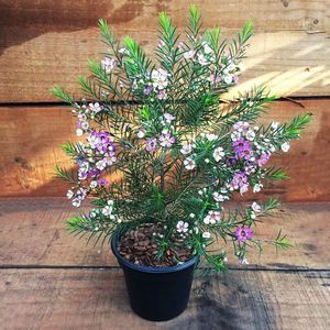 混色进口澳洲腊梅 澳梅盆栽花卉室外庭院阳台多年生耐寒木本植物