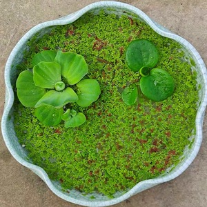 满江红珊瑚萍水生植物绿浮萍鱼龟缸微造景观净化水质浮性水草花卉