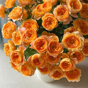 果汁阳台月季花苗灌木阳台盆栽大苗玫瑰花四季开庭院地栽多头植物