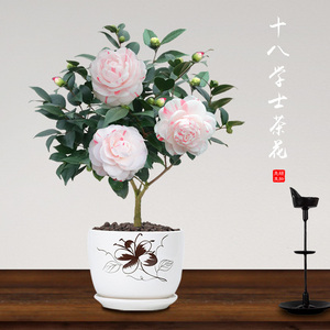 白十八学士茶花树苗盆栽植物室内阳台花卉好养四季开花山茶花盆景