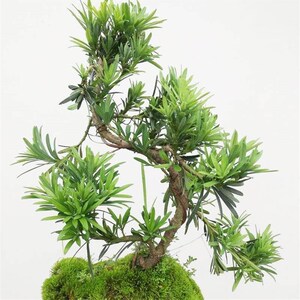 迎客松树苗庭院名贵