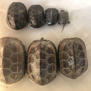 【湖北草龟】湖北草龟品牌,价格 - 阿里巴巴