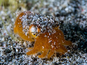 黄金乌贼翻沙活体小乌贼软体生物海水鱼宠物