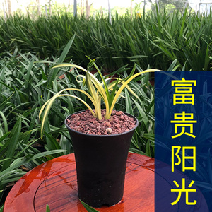 兰花 富贵阳光 矮种春兰黄金中透金边叶艺兰花苗室内绿植花卉盆栽