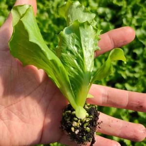 绿结球生菜种子秧苗球生菜种籽包心球形阳台四季盆栽蔬菜菜籽孑