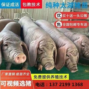 原种太湖母猪苏太母猪长白母猪二元母猪大约克公猪
