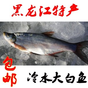 兴凯湖野生大白鱼