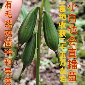 毛慈菇果荚种子冰球子山慈菇果荚山茨菇正宗独角白芨果甲20颗包邮