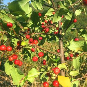 山荆子东北山丁子树苗种子果树嫁接原木山野果花园园艺庭院