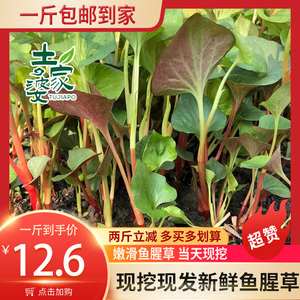 现摘新鲜叶子折耳根鱼腥草嫩叶1斤凉拌菜茎叶四川特产农家野菜