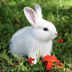 兔子活体幼崽大型肉兔子小白兔小兔子比利时兔新西兰兔苗可长20斤