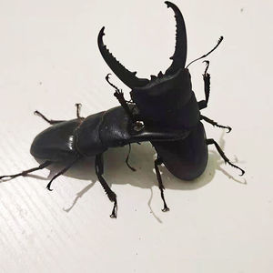 【包活】中华大扁锹甲甲虫巨型大甲虫活物简单容易养殖宠物昆虫