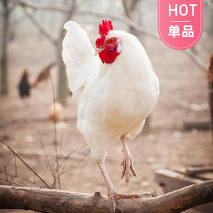 00tb488823314淘宝腾冲雪鸡种蛋受精蛋可孵化小鸡柴鸡受精鸡蛋纯种