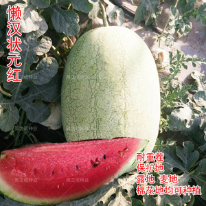 懒汉王西瓜种孑绿皮巨型大果超甜红瓤基地露地可套种水果西瓜种子
