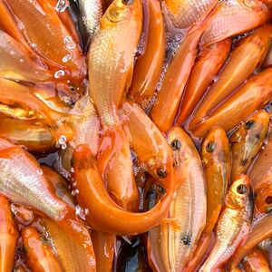 可食用红鲤鱼苗兴国红鲤鱼稻田鲤鱼红鲫鱼苗草鱼苗冷水鱼淡水