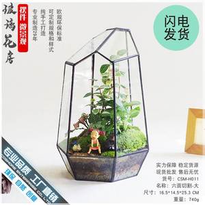 苔藓 玻璃花房 微景观生态瓶盆罩 创意礼品物植物 六面切割大