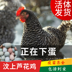 成年汶上芦花鸡活体下蛋鸡散养土鸡黑白芦花鸡小鸡黑白芦花鸡产蛋