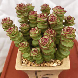 15个头钱串群生老桩 多肉植物大钱串 多肉小老桩 办公室花卉盆栽