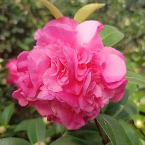 黛比福建龙岩永福名贵进口云杂怒杂品种茶花阳台窗台庭院绿植花卉