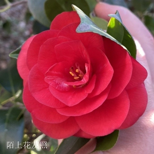 小松子茶花