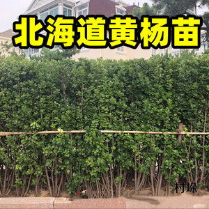 北海道黄杨苗围墙树苗日本小别墅庭院篱笆四季常青绿植物大叶围栏