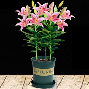 香水百合花盆栽苗带花苞水培室内客厅办公室阳台四季好养植物花卉