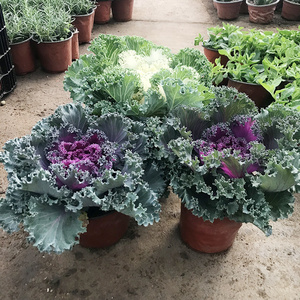 羽衣甘蓝盆栽包邮